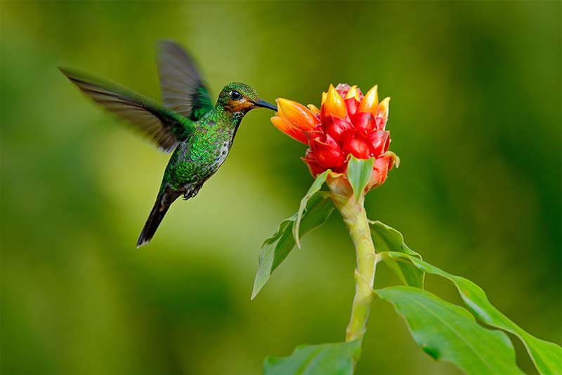 Symbolbild: Ein Kolibri trinkt aus einer Blüte - Schnelligkeit zahlt sich eben aus.
